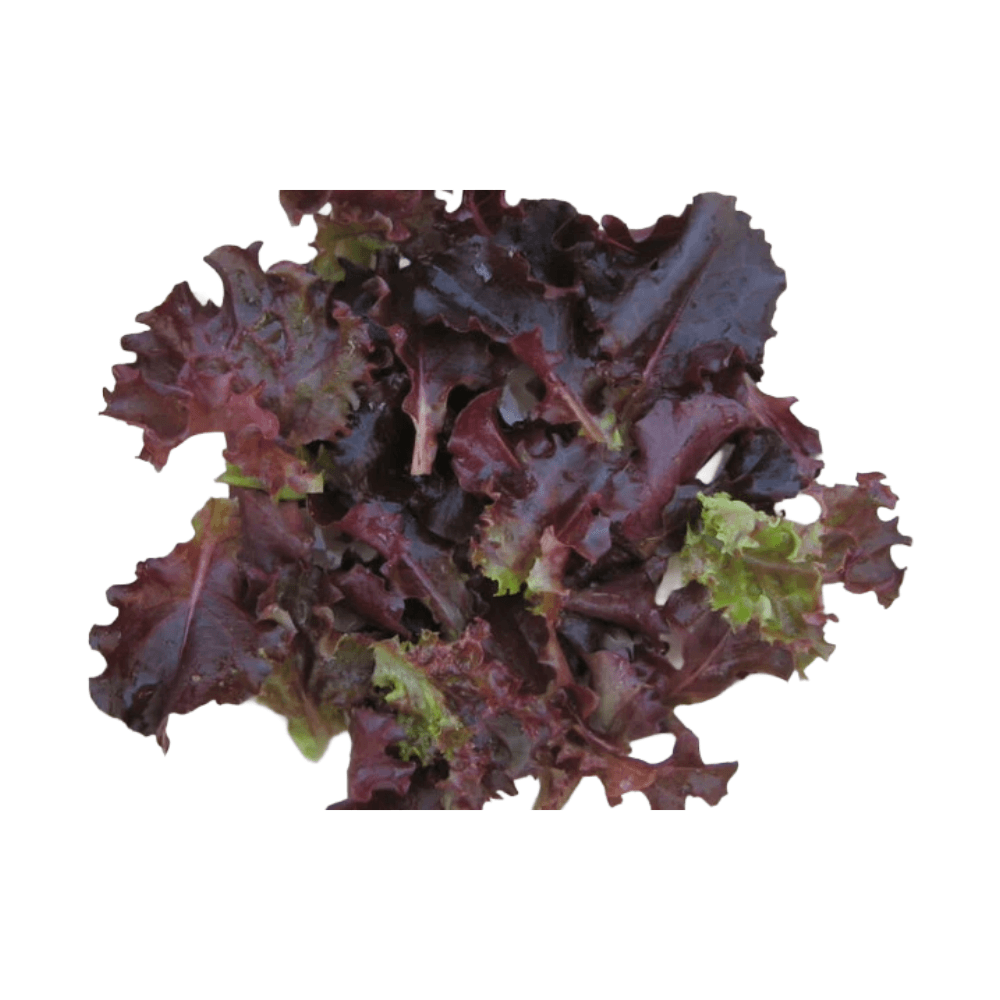 Red Lettuce – Heirloom Farms